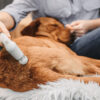 Veterinär-terapiset för mindre djur