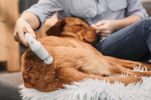 Veterinär-terapiset för mindre djur