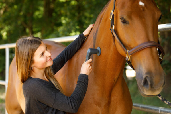 Veterinär-terapiset för hästar