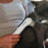 Veterinär-terapiset för mindre djur