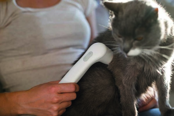 Veterinär-terapiset för mindre djur